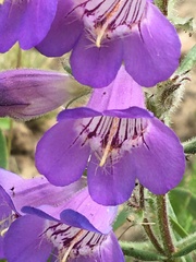 Penstemon gormanii