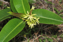 Cryptolepis buchananii
