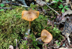 Entoloma formosum