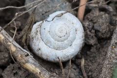 Oreohelix