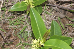 Cryptolepis buchananii