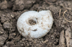 Oreohelix