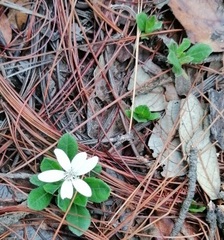 Wedelia grayi