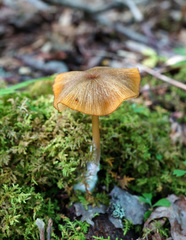 Entoloma formosum