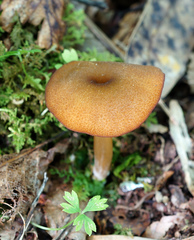 Entoloma formosum