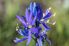 Camassia quamash