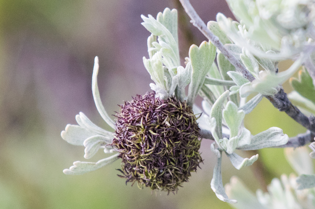 sagebrush medusa gall midge