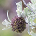 Sagebrush Medusa Gall Midge - Photo (c) BJ Stacey, some rights reserved (CC BY-NC), uploaded by BJ Stacey