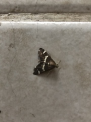 Hymeniini