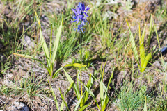 Camassia quamash