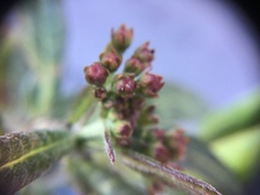 Asclepias curassavica