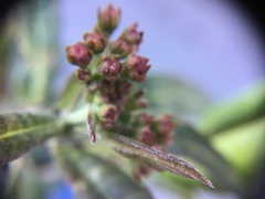 Asclepias curassavica