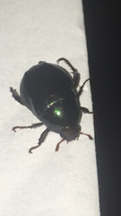 Paranomala cincta