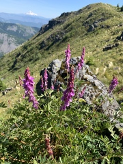 Hedysarum occidentale