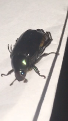 Paranomala cincta