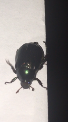 Paranomala cincta