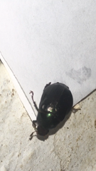 Paranomala cincta