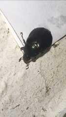 Paranomala cincta