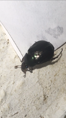 Paranomala cincta