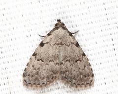 Dyspyralis puncticosta