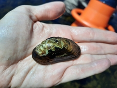 Alasmidonta varicosa