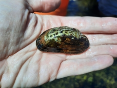 Alasmidonta varicosa