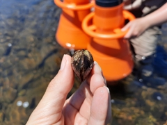 Alasmidonta varicosa