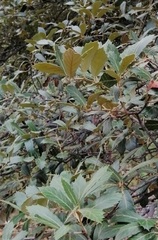 Quercus sideroxyla