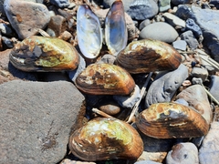 Alasmidonta varicosa