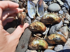 Alasmidonta varicosa