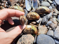 Alasmidonta varicosa