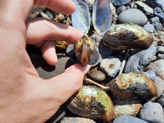 Alasmidonta varicosa