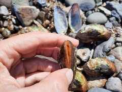 Alasmidonta varicosa