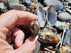 Alasmidonta varicosa