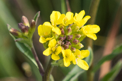 Erysimum inconspicuum