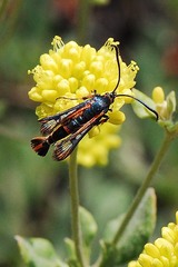 Synanthedon polygoni