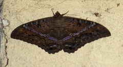 Ascalapha odorata