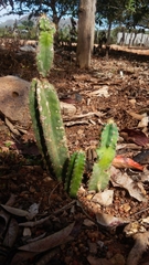 Cactoideae