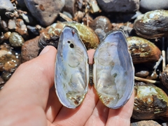 Alasmidonta varicosa