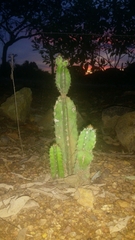 Cactoideae