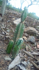 Cactoideae