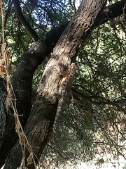 Sceloporus spinosus