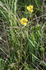 Erysimum inconspicuum