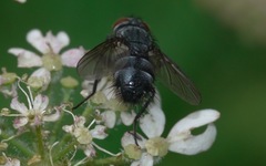 Epicampocera succincta