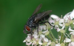 Epicampocera succincta