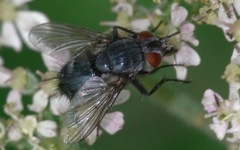 Epicampocera succincta