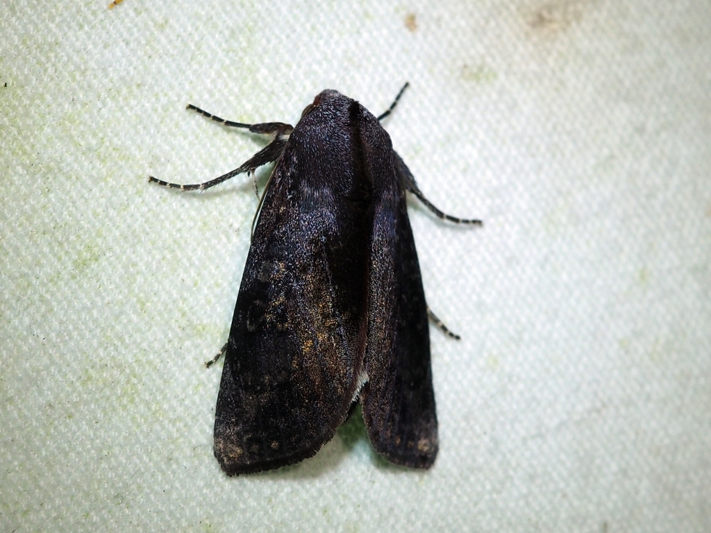 Hemicephalis laronia