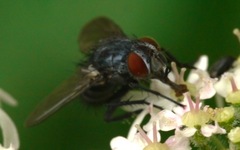 Epicampocera succincta