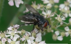 Epicampocera succincta