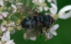 Epicampocera succincta